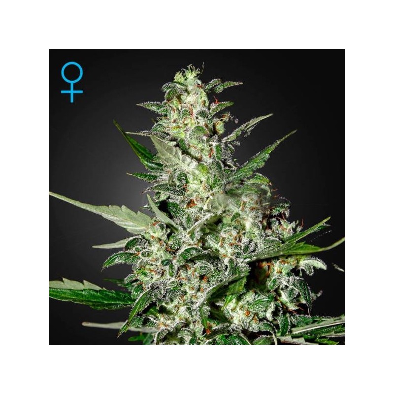 SUPER CRITICAL FEMINIZADA (GREEEN HOUSE SEEDS)