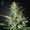 SUPER CRITICAL FEMINIZADA (GREEEN HOUSE SEEDS)