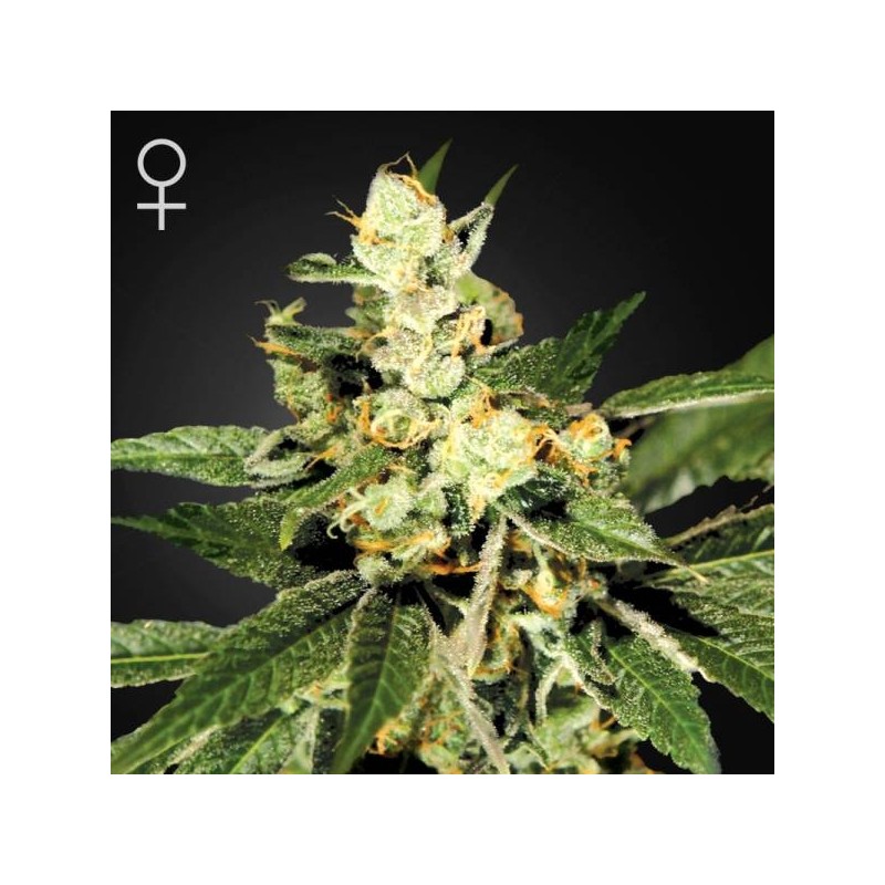 TRAIN WRECK (GREEN HOUSE) FEMINIZADA