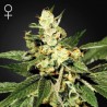 TRAIN WRECK (GREEN HOUSE) FEMINIZADA