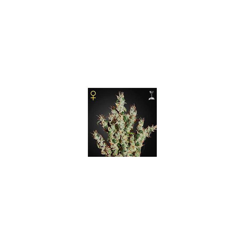 NL5 HAZE MIST FEMINIZADA (GREEN HOUSE SEEDS)