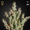 NL5 HAZE MIST FEMINIZADA (GREEN HOUSE SEEDS)