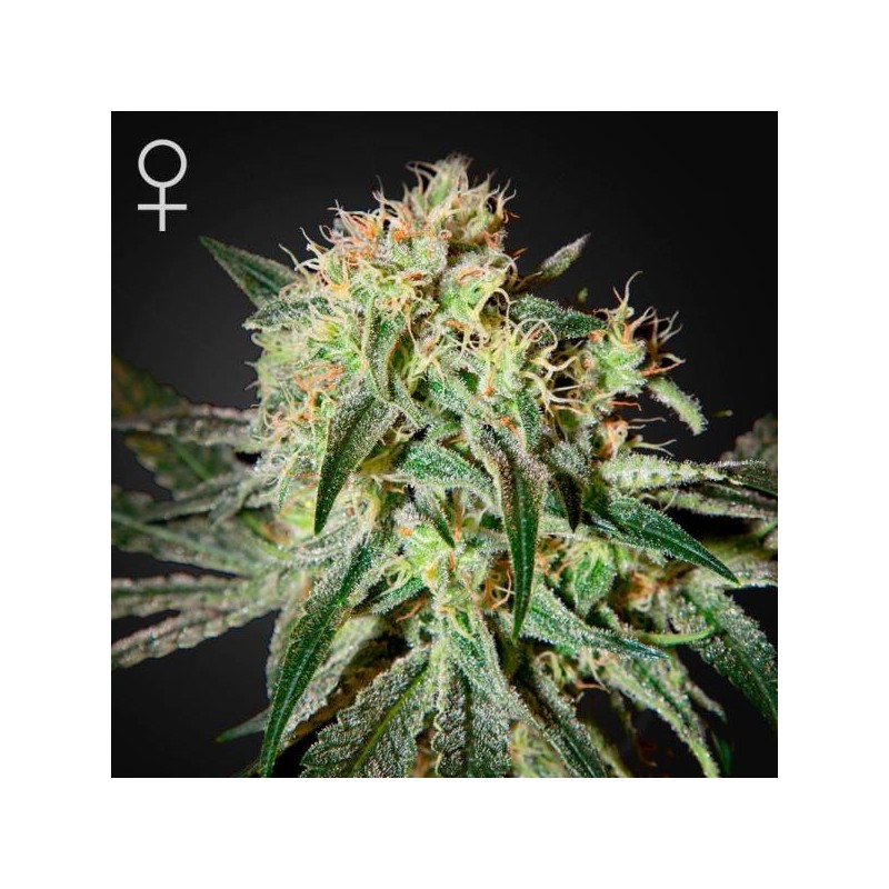 DAMN SOUR FEMINIZADA (GREEN HOUSE)