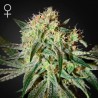 DAMN SOUR FEMINIZADA (GREEN HOUSE)