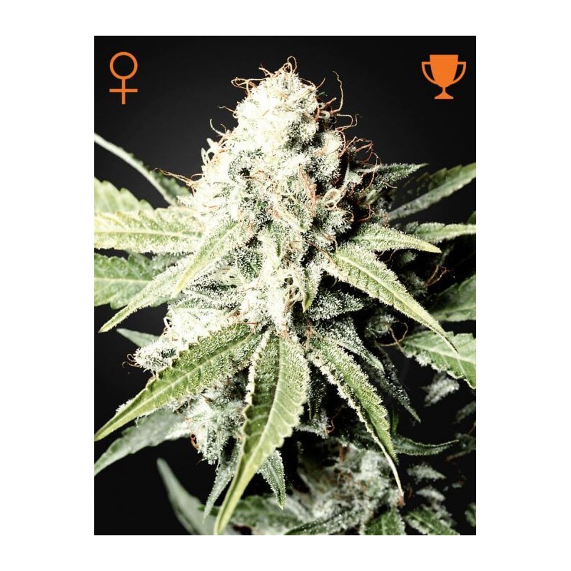 GREAT WHITE SHARK (GREEN HOUSE SEEDS)