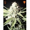 GREAT WHITE SHARK (GREEN HOUSE SEEDS)