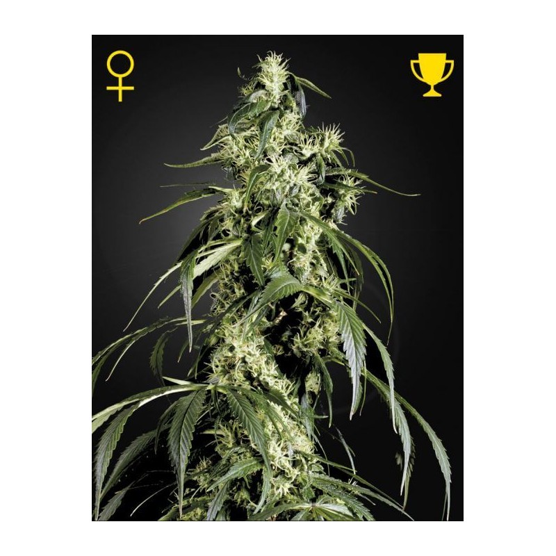 ARJAN´S HAZE 1 (GREEN HOUSE SEEDS)