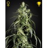 ARJAN´S HAZE 1 (GREEN HOUSE SEEDS)