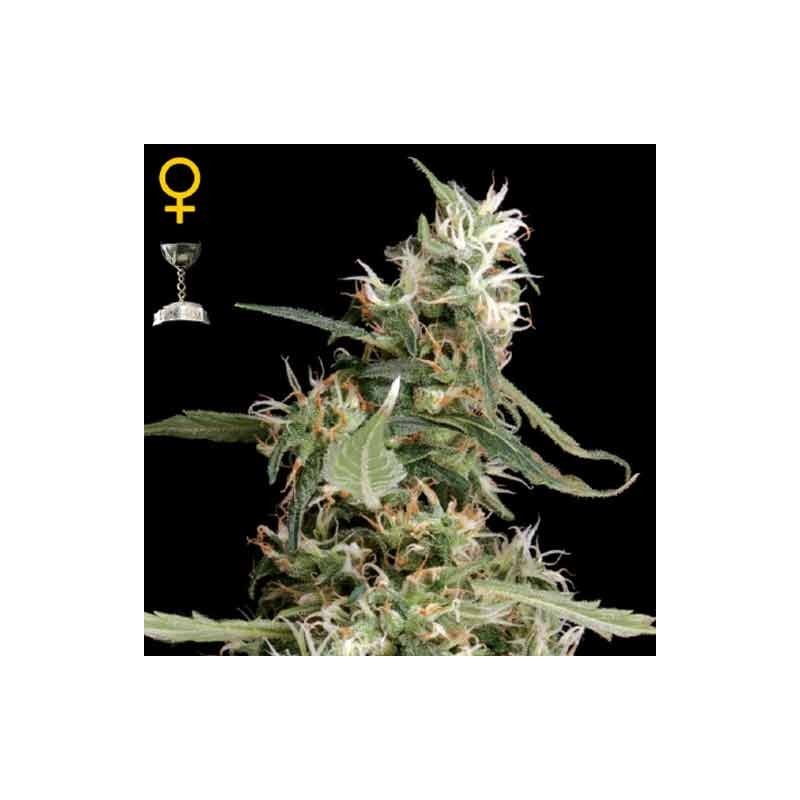 ARJANS ULTRA HAZE 1 (GREEN HOUSE SEEDS)