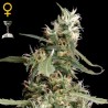 ARJANS ULTRA HAZE 1 (GREEN HOUSE SEEDS)