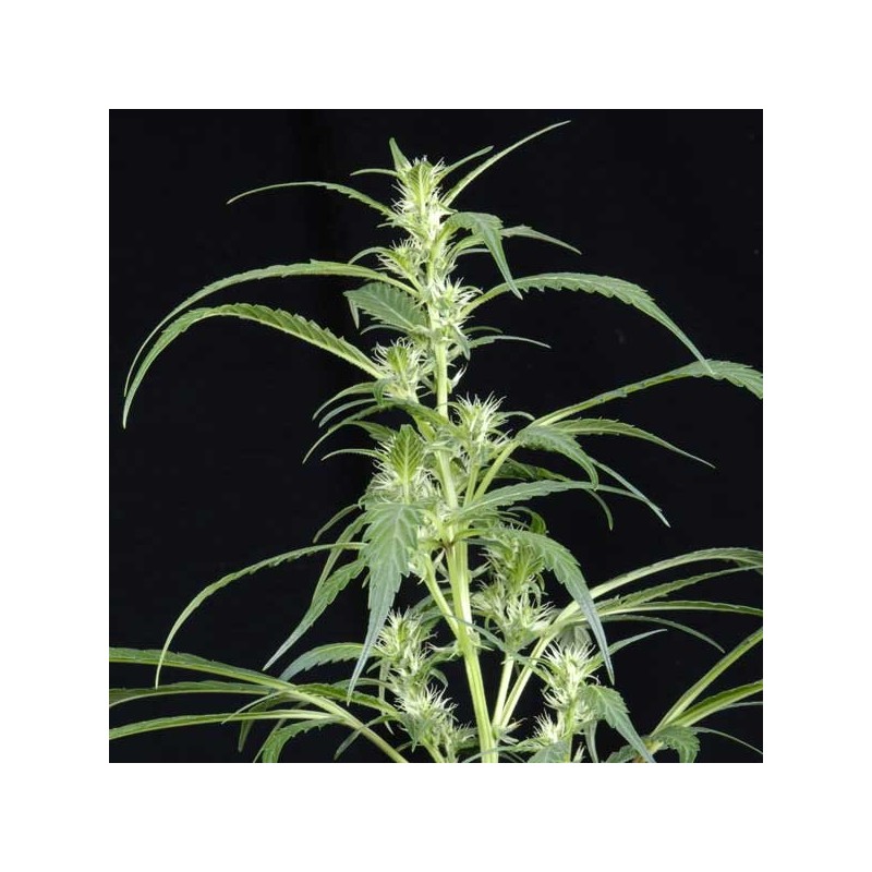 ARJANS ULTRA HAZE 2 (GREEN HOUSE SEEDS)