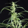 ARJANS ULTRA HAZE 2 (GREEN HOUSE SEEDS)