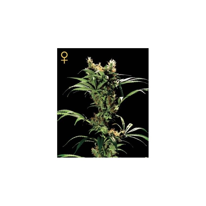 ARJAN´S STRAWBERRY HAZE (GEEN HOUSE SEEDS)