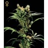 ARJAN´S STRAWBERRY HAZE (GEEN HOUSE SEEDS)