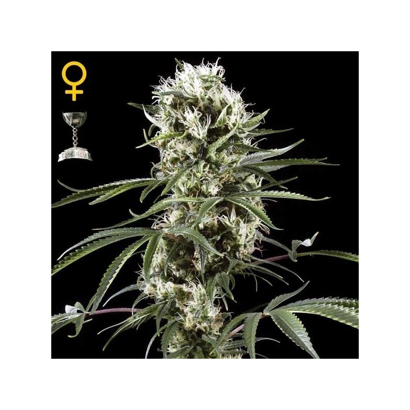 SUPER LEMON HAZE FEMINIZADA (GREEN HOUSE SEEDS)
