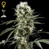 SUPER LEMON HAZE FEMINIZADA (GREEN HOUSE SEEDS)