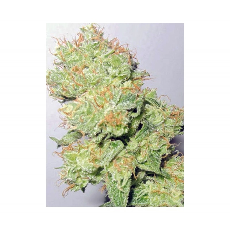 Y GRIEGA CBD (MEDICAL SEEDS) FEMINIZADA