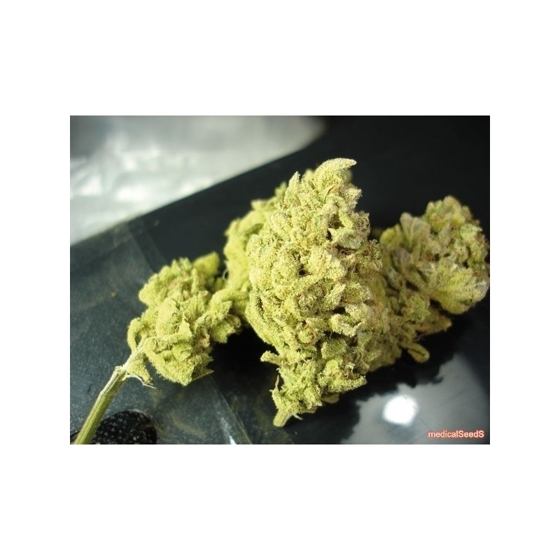 NO NAME (MEDICAL SEEDS) FEMINIZADA