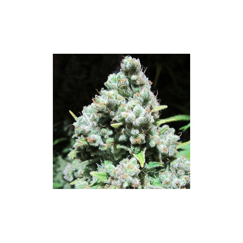 MALAKOFF (MEDICAL SEEDS) FEMINIZADA