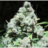MALAKOFF (MEDICAL SEEDS) FEMINIZADA