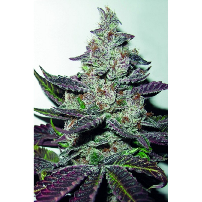 MENDOCINO PURPLE KUSH FEMINIZADA (MEDICAL SEEDS)
