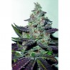 MENDOCINO PURPLE KUSH FEMINIZADA (MEDICAL SEEDS)