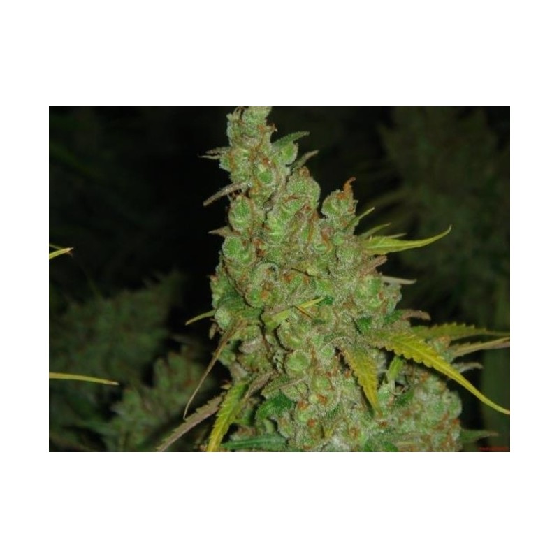 1024 (MEDICAL SEEDS) FEMINIZADA