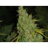 1024 (MEDICAL SEEDS) FEMINIZADA