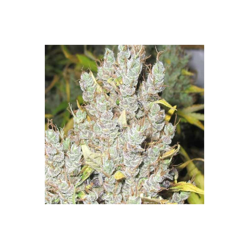 2046 (MEDICAL SEEDS) SEMILLA