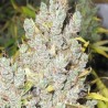 2046 (MEDICAL SEEDS) SEMILLA