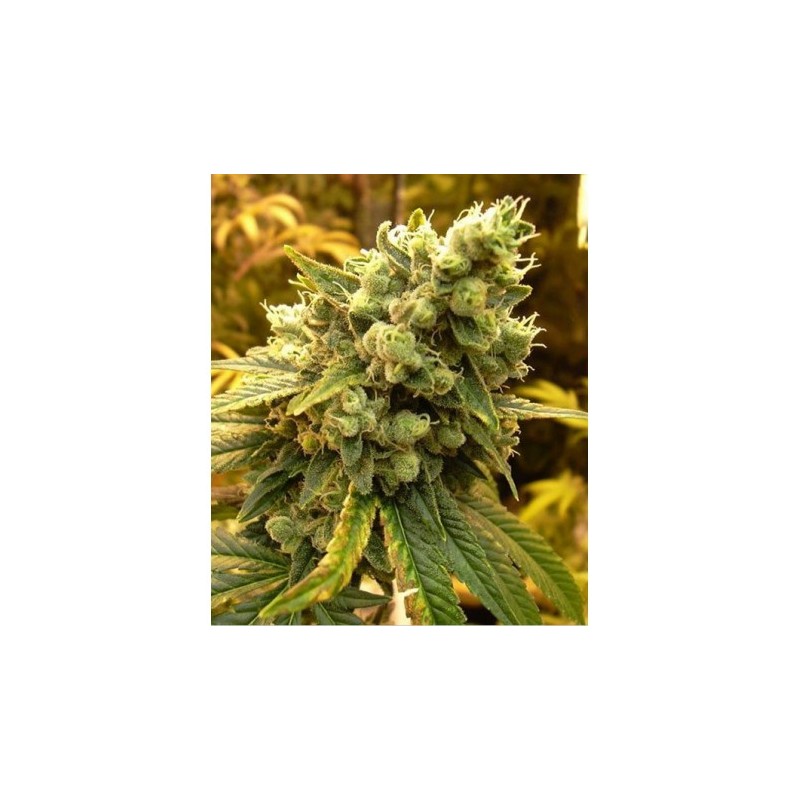 BCN SOUR DIESEL (MEDICAL SEEDS) FEMINIZADA