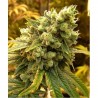 BCN SOUR DIESEL (MEDICAL SEEDS) FEMINIZADA