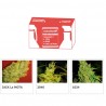 COLECCIÓN 2 (MEDICAL SEEDS)