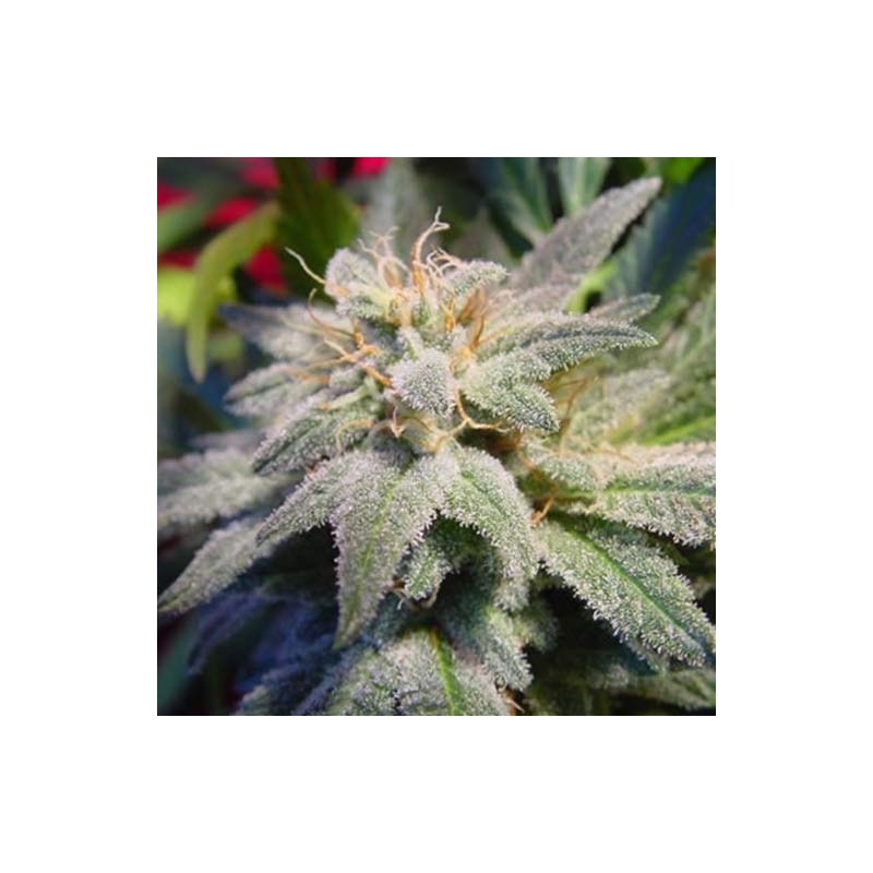 MAGIC BUD (PARADISE SEEDS) FEMINIZADA