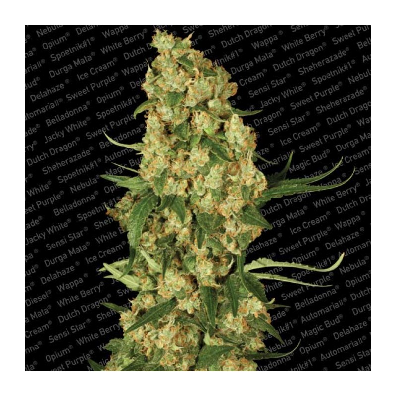WAPPA (PARADISE SEEDS) FEMINIZADA