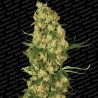 WAPPA (PARADISE SEEDS) FEMINIZADA