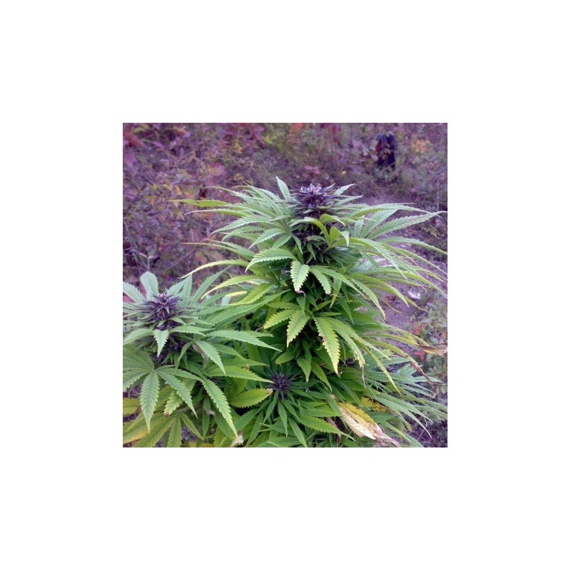 SWEET PURPLE (PARADISE SEEDS) FEMINIZADA