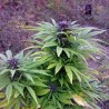 SWEET PURPLE (PARADISE SEEDS) FEMINIZADA