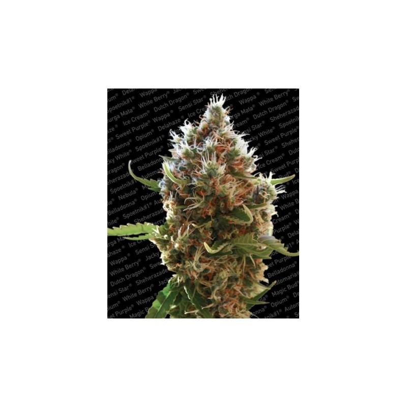 LUCID BOLT (PARADISE SEEDS) FEMINIZADA