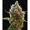 LUCID BOLT (PARADISE SEEDS) FEMINIZADA