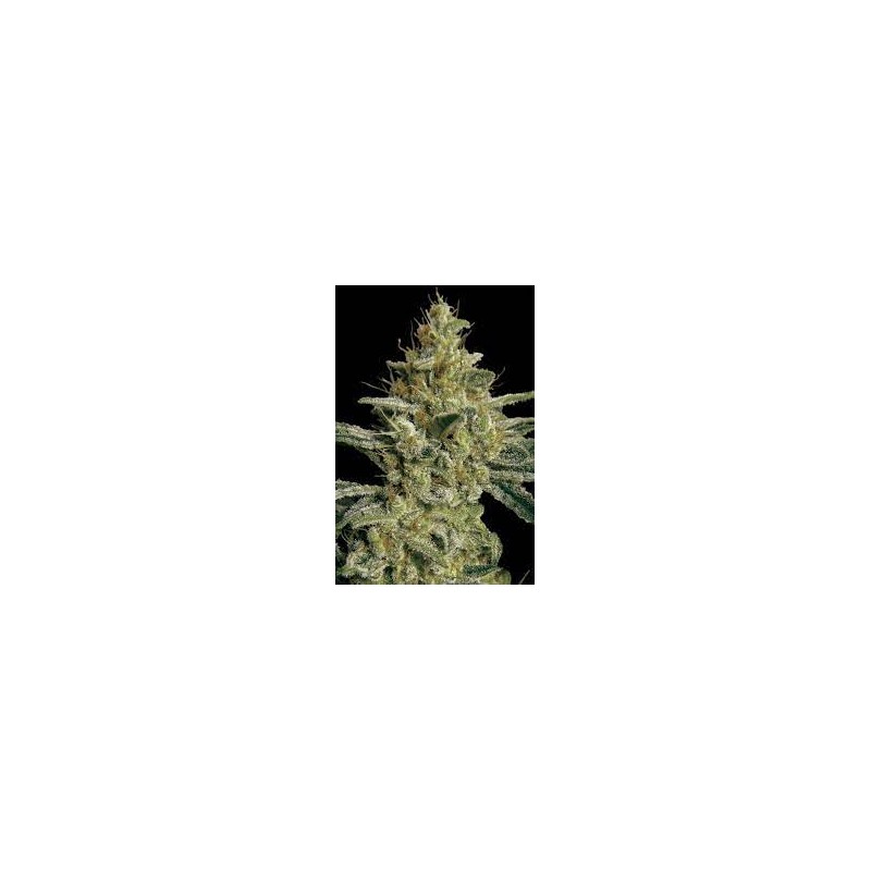 ALLKUSH (PARADISE SEEDS) FEMINIZADA