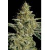 ALLKUSH (PARADISE SEEDS) FEMINIZADA