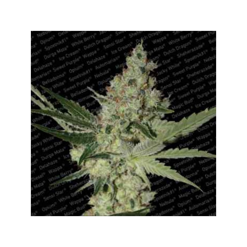 ACID (PARADISE SEEDS) FEMINIZADA