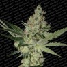 ACID (PARADISE SEEDS) FEMINIZADA
