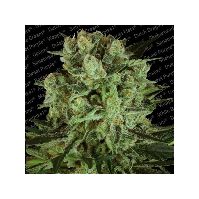 DURGA MATA II CBD (PARADISE SEEDS) FEMINIZADA
