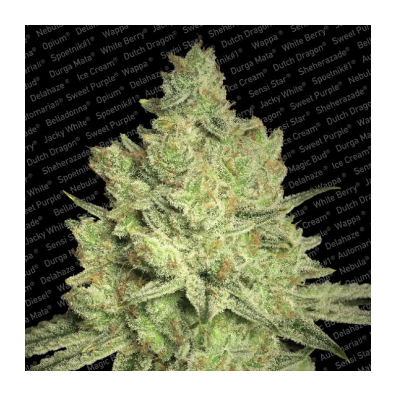 JACKY WHITE (PARADISE SEEDS) FEMINIZADA