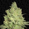 JACKY WHITE (PARADISE SEEDS) FEMINIZADA