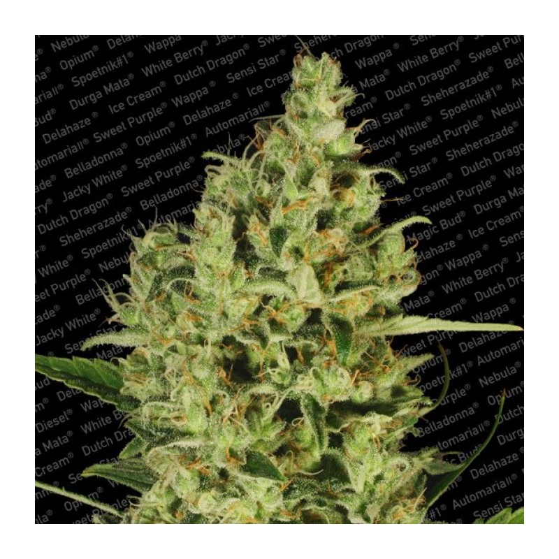 DELAHAZE (PARADISE SEEDS) FEMINIZADA