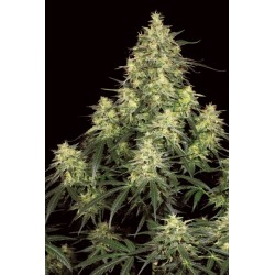 ATOMICAL HAZE (PARADISE SEEDS) FEMINIZADA