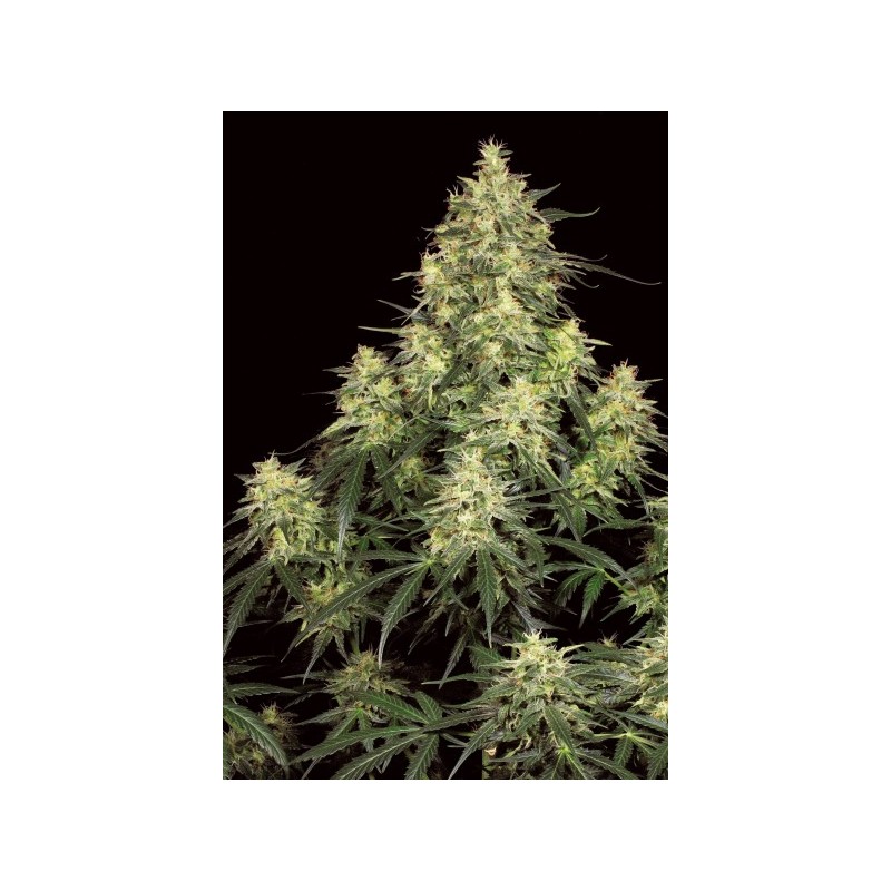 ATOMICAL HAZE (PARADISE SEEDS) FEMINIZADA